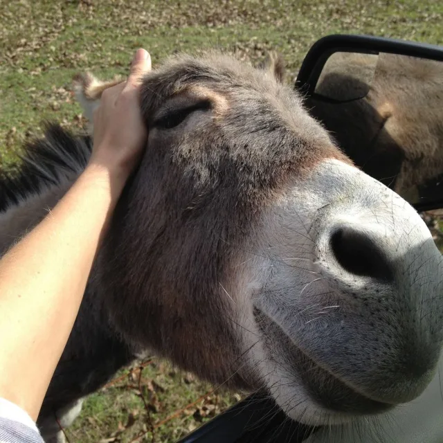 Artwork: Nuracore - The Donkey Foundation (Donkey Rollers Tribute)